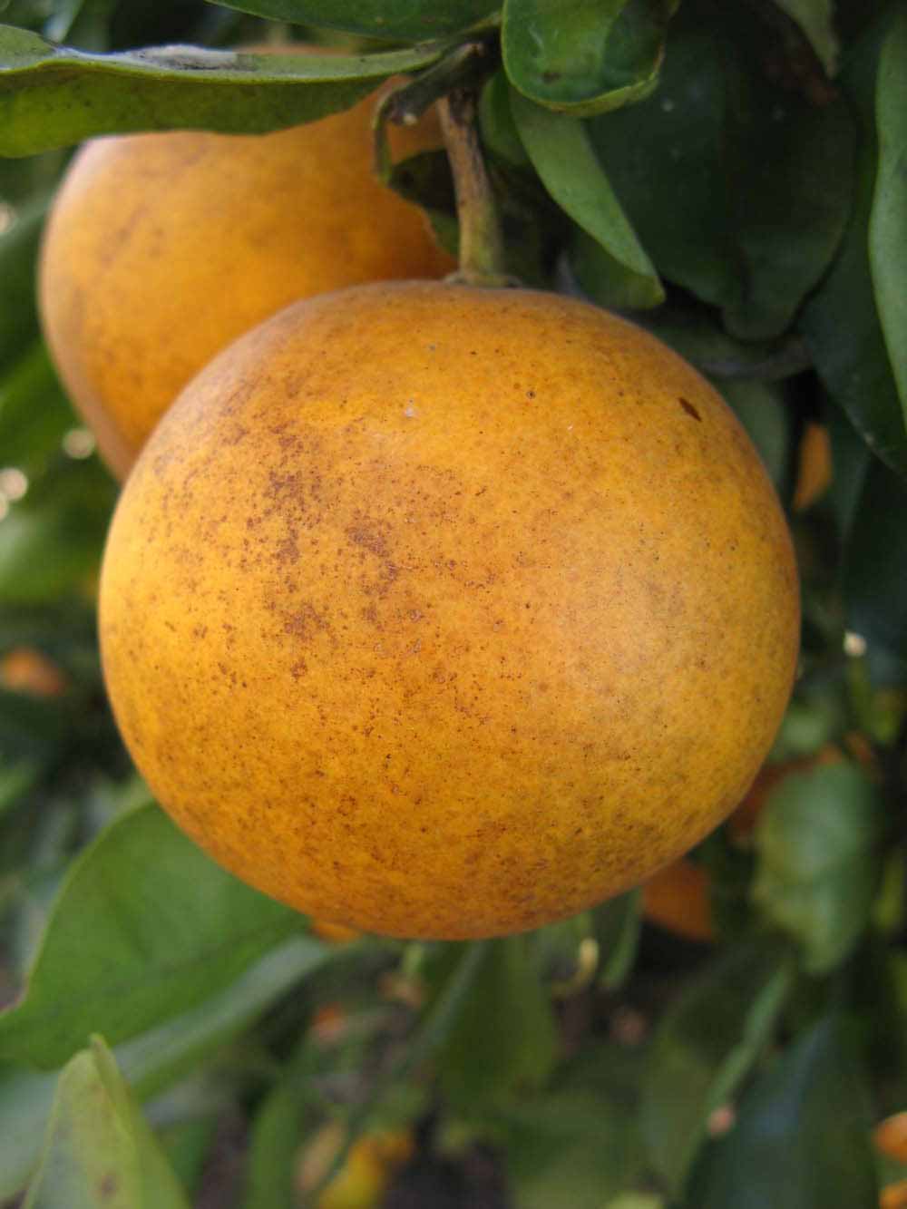            Fruit (Winter Haven, FL)   